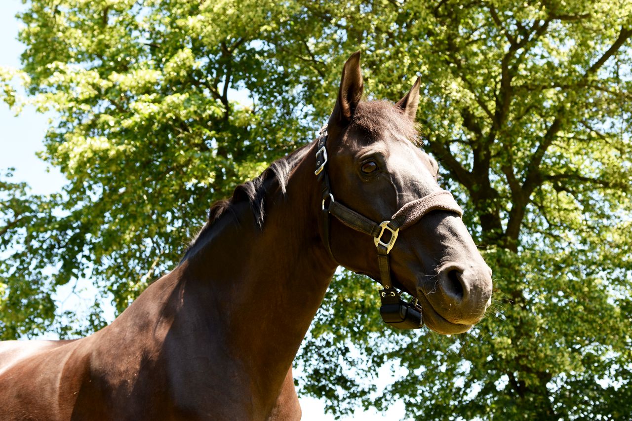 Horse Birth Alarms for Rent and Sale - Keep your Foal and Mare Safe